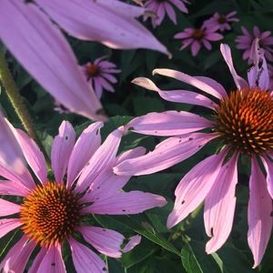 Meet your Posher, Addie